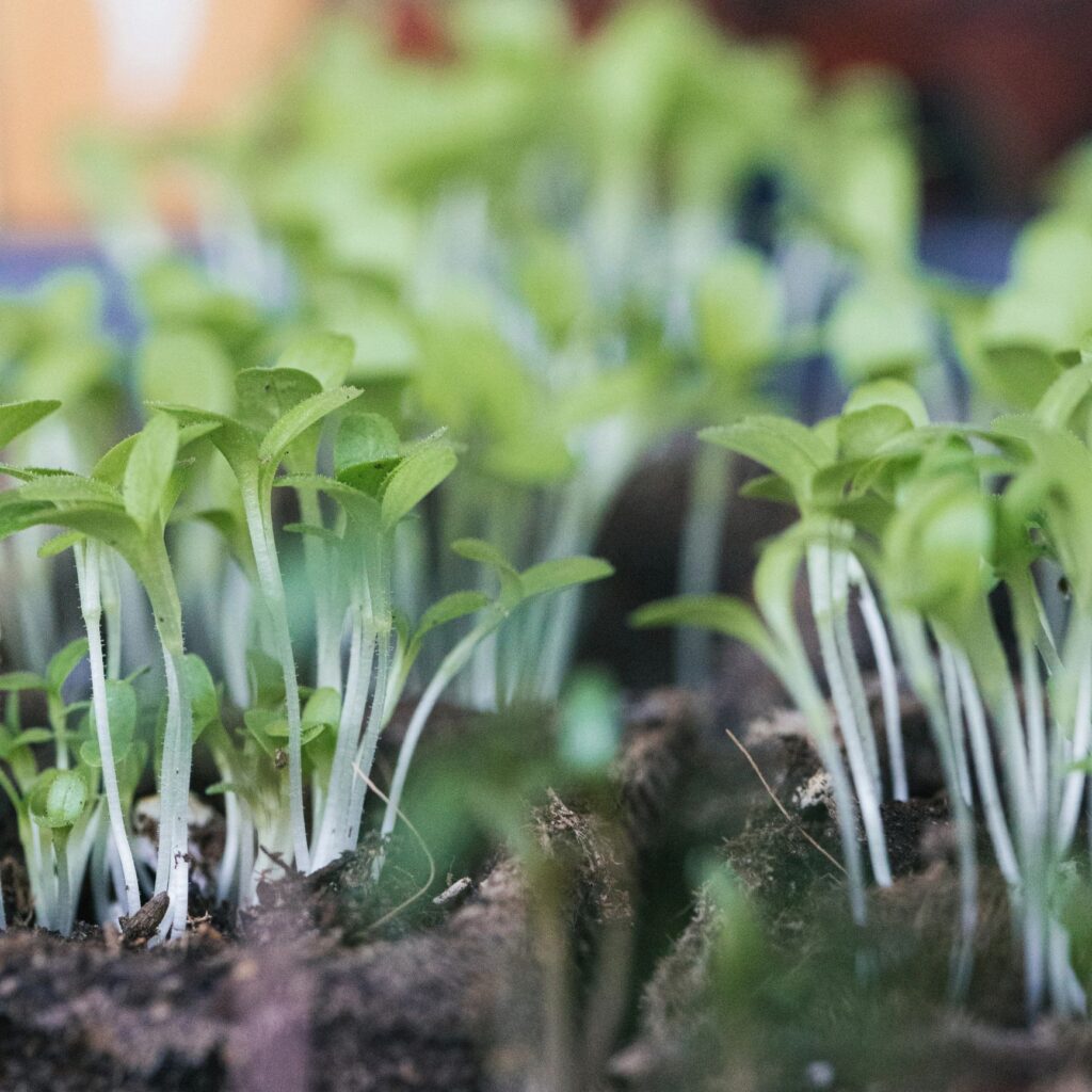 Seedling starts ready to be transplanted.