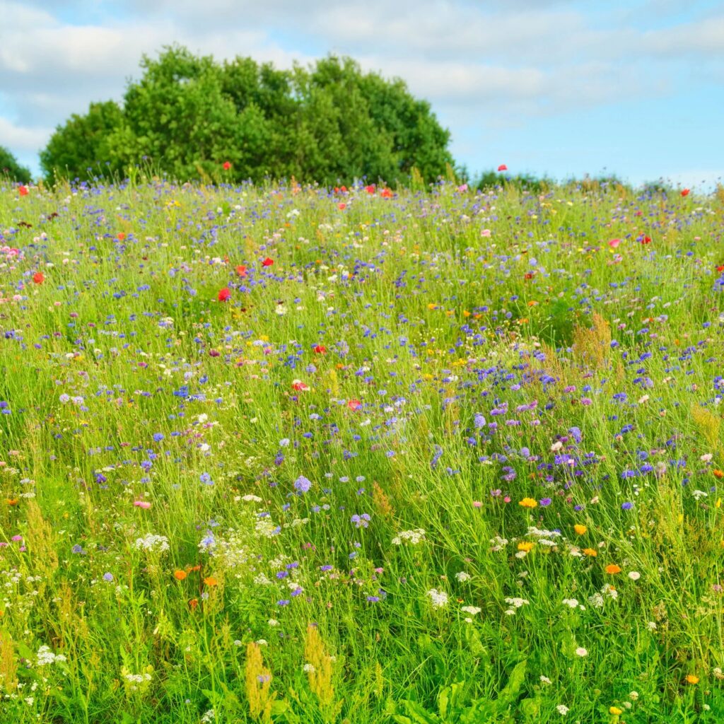 Colorful wildflower meadow in a summer landscape