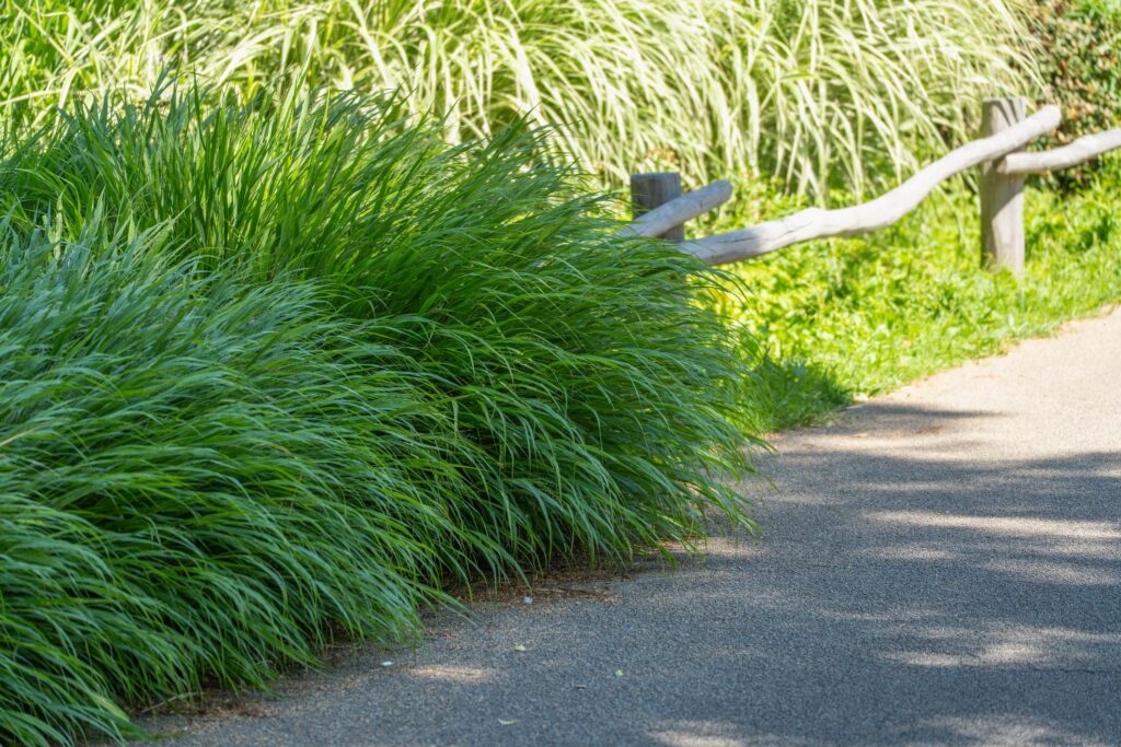 Garden Path Lined With Ornamental Grasses and Wooden Fence