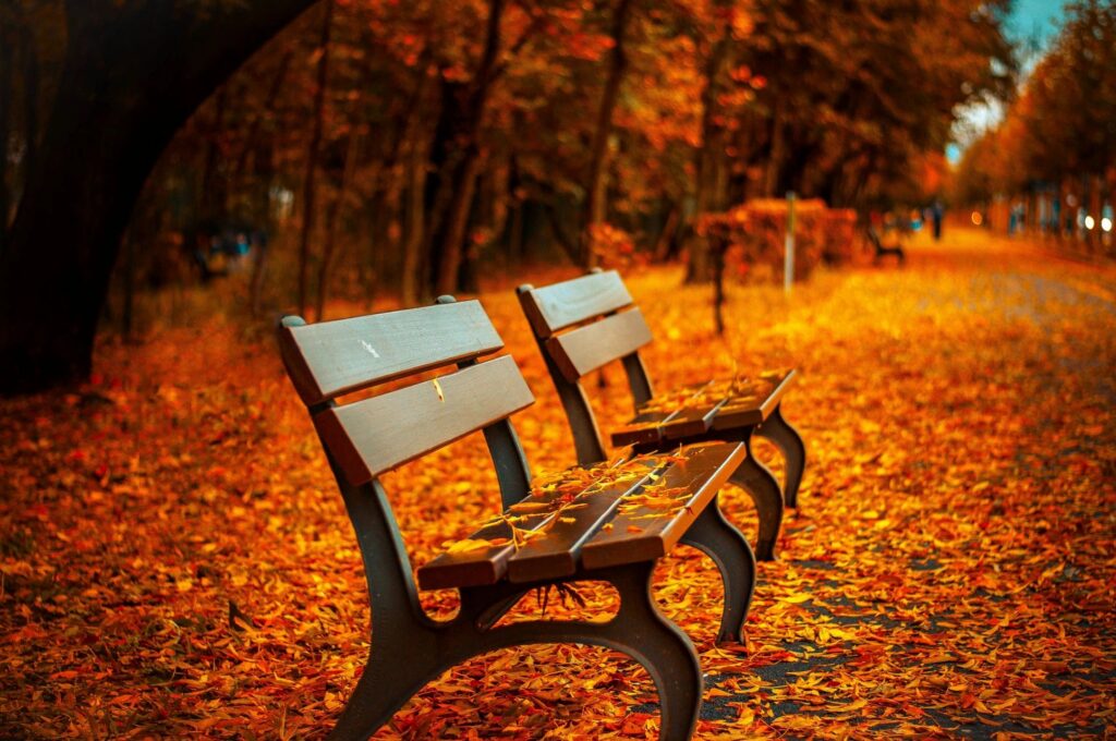Fall leaves along a path