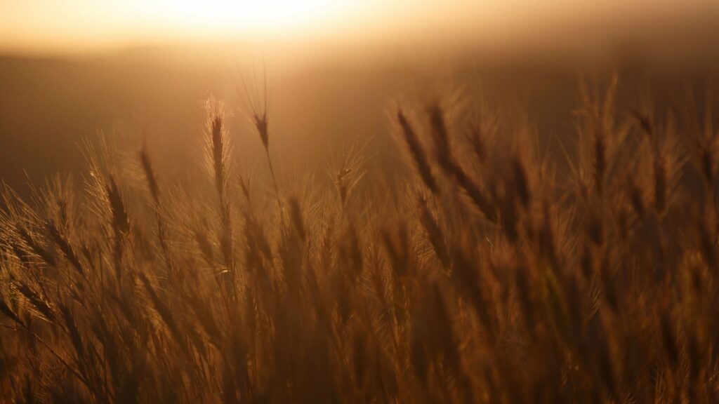 Sun shining on Ornamental Grass.